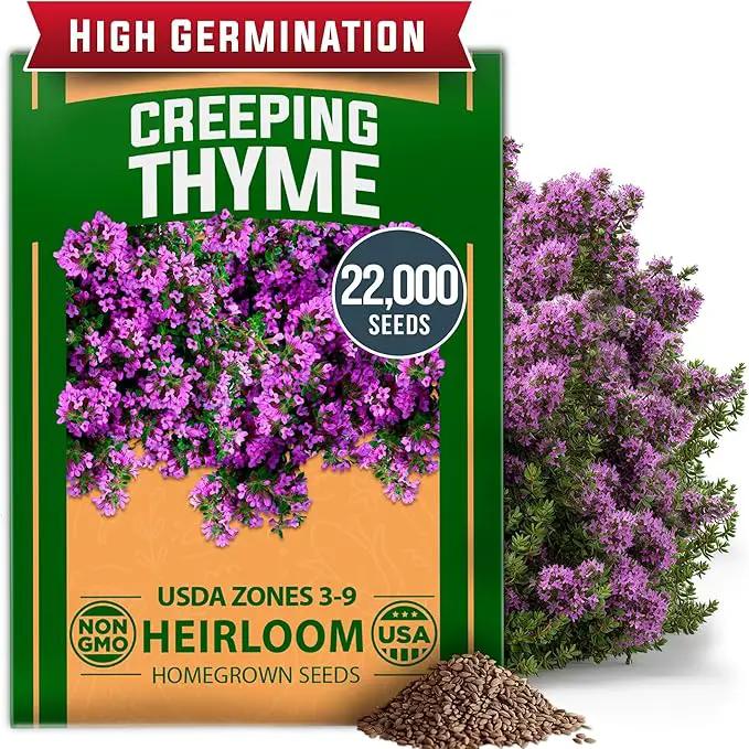 Home Grown Purple Creeping Thyme Seeds – Non-GMO Ground Cover Flowers – 22000+ Edible Herb Seeds for Planting Lawns & Paths – 3g Perennial Thymus serpyllum by GreenHaven Gardens
