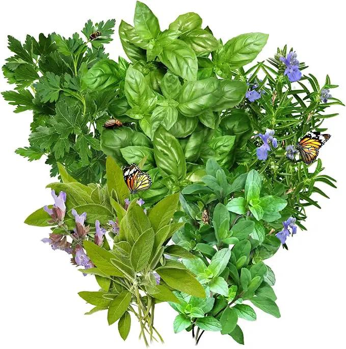 Seed Needs, Italian Herb Seed Packet Collection (5 Individual Seed Varieties for Planting) Non-GMO & Untreated - Oregano, Basil, Rosemary, Sage and Parsley by GreenHaven Gardens