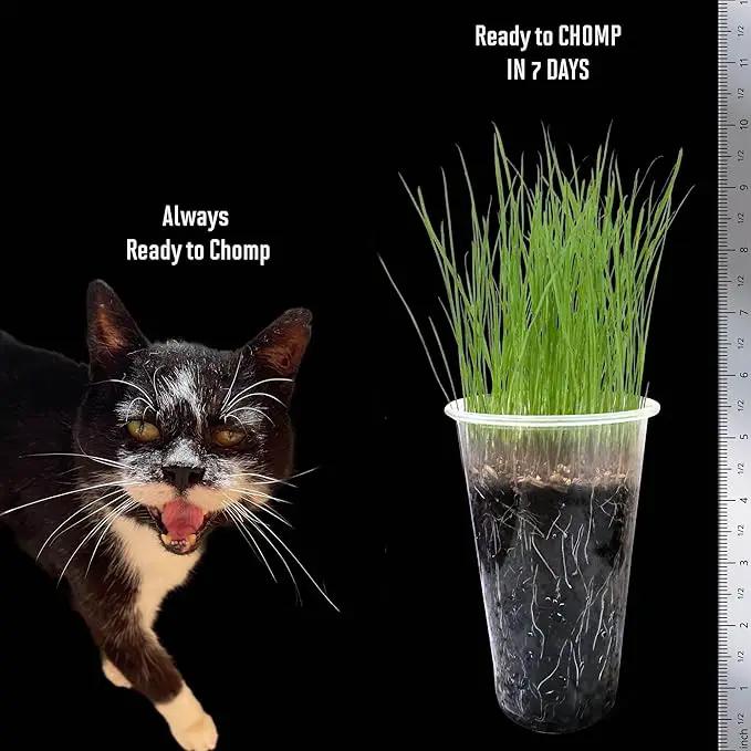 Cat Grass Seeds – Smooth Tasty Ryegrass – Grows 24 Pots of Fresh Cat Grass for Indoor Cats & Kittens – Easy & Fast to Grow – Small Pack Grows 300 Square inches of Edible cat Grass Vitamunch by GreenHaven Gardens