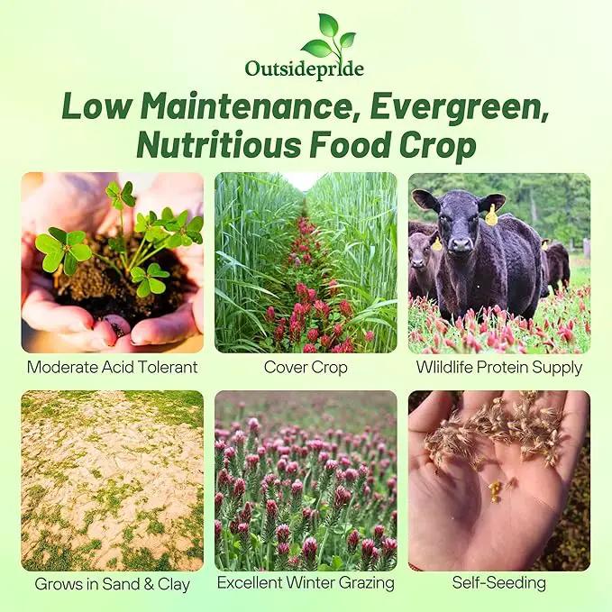 Outsidepride Crimson Clover Seeds - 1/4 lbs. Annual, Nitrocoated, & Inoculated Ground Cover Seeds, Ideal Clover Seed for Lawn, Cover Crop, Pasture, Hay, Green Manure & Wildlife Forage by GreenHaven Gardens