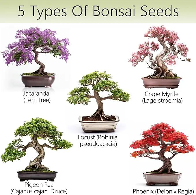 Bonsai Tree Kit – 5X Unique Japanese Bonzai Trees | Complete Indoor Bonsai Starter Kit for Growing Bonsai Plants with Tools & Planters – Gardening Gifts for Women & Men by GreenHaven Gardens