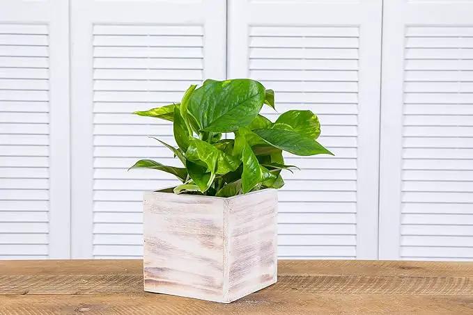 Wooden Planter Box, Rustic Whitewash with Plastic Liner l Garden Decor l Restaurant and Wedding Decorations l Wedding Bouquets, Table Centerpiece (5x5 Set of 4, Whitewash) by GreenHaven Gardens