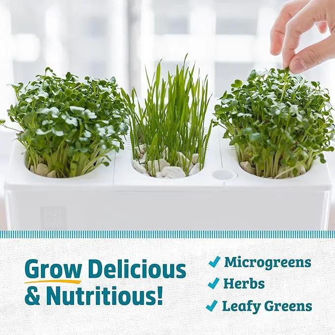 Back to the Roots Indoor Aquaponic Garden - 3 Gallon Self Watering, Mess-Free Planter and Self-Cleaning Fishtank for Herbs, Microgreens, Bamboo, Succulents, and Houseplants, support Fish by GreenHaven Gardens