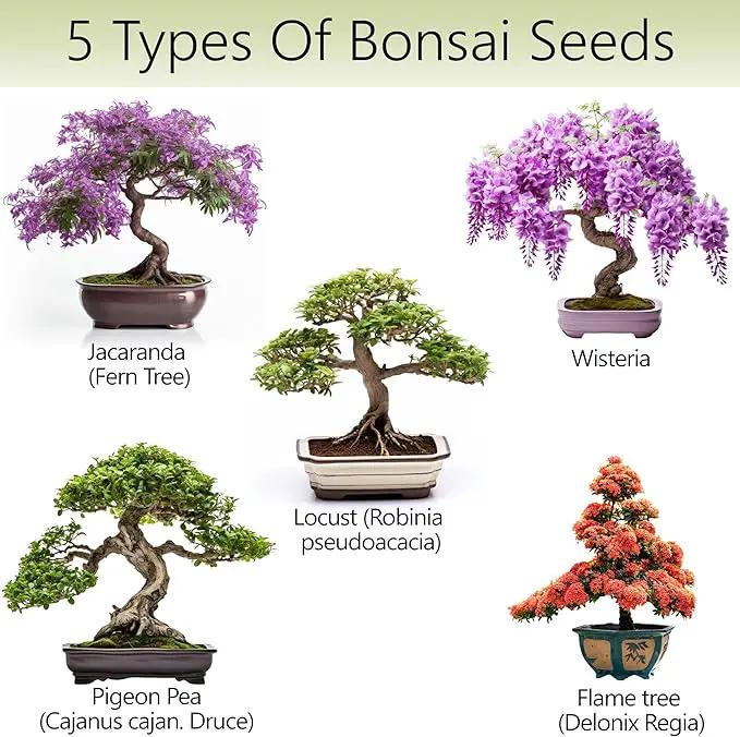 Bonsai Tree Kit – 5X Unique Japanese Bonzai Trees | Complete Indoor Starter Kit for Growing Bonsai Plants with Tools & Planters – Gardening Gifts for Women & Men by GreenHaven Gardens
