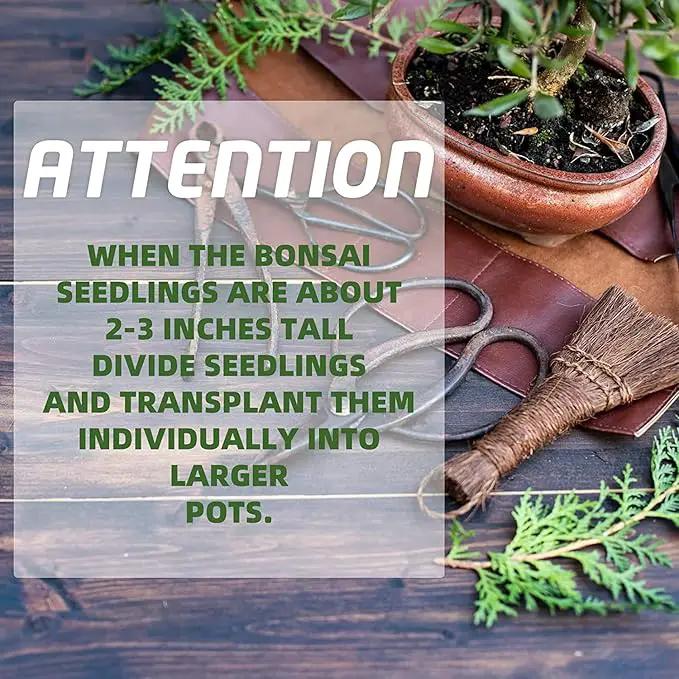 Bonsai Tree Kit with Complete Plant Growing Tools, Grow in Pot Indoor Bonsai Tree Starter Kit, Home Gardening DIY Gift for Adult by GreenHaven Gardens