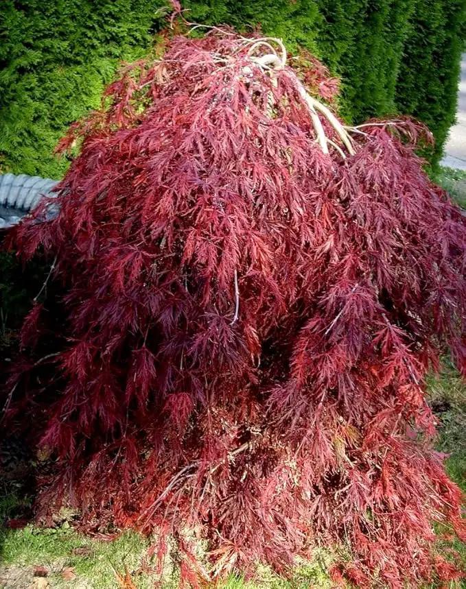 Red Dragon Weeping Japanese Maple - 3 Year Live Plant by GreenHaven Gardens