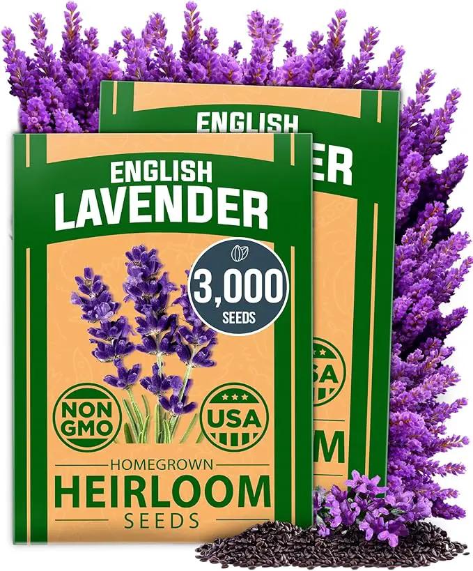 HOME GROWN 𝗨𝗦𝗔 𝗣𝗥𝗘𝗠𝗜𝗨𝗠 English Lavender Seeds 2 Pack 3000 𝗡𝗢𝗡-𝗚𝗠𝗢 Wildflower Seed, for Planting Indoor Outdoor High Germination Flower Seeds (Lavandula antustifolia) by GreenHaven Gardens
