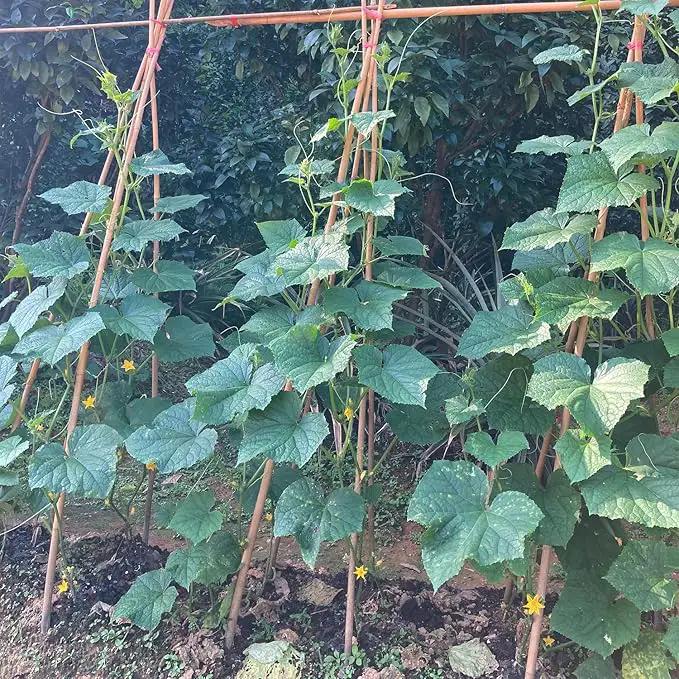 Bamboo Stakes,4.8FT Natural Bamboo Garden Stakes,BOVITRO 20Pcs Bamboo Plant Stakes,Bamboo Sticks for Tomato,Beans,Vegetable and Climbing Plants by GreenHaven Gardens