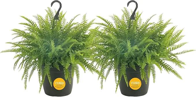 Costa Farms Ferns (2 Pack), Live Premium Boston Fern Plants in Hanging Basket Planters, Houseplants Potted in Soil Potting Mix, Outdoor Garden Gift, Beautiful Home Patio Décor, 16-Inches Tall by GreenHaven Gardens