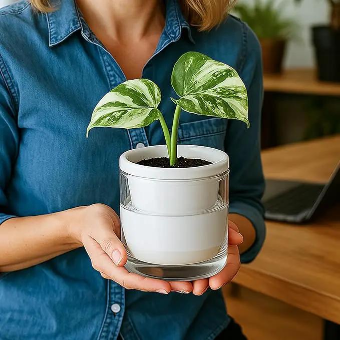 D'vine Dev 4 Inch Design Self Watering Planter for Indoor Plants, White Terracotta Pots with Cylinder Glass Cup, Set of 3, 37-Z-A-2-T by GreenHaven Gardens