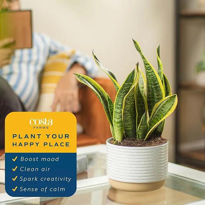 Costa Farms Snake, Sansevieria White-Natural Decor Planter Live Indoor Plant, 12-Inch Tall, Grower's Choice, Green, Yellow by GreenHaven Gardens