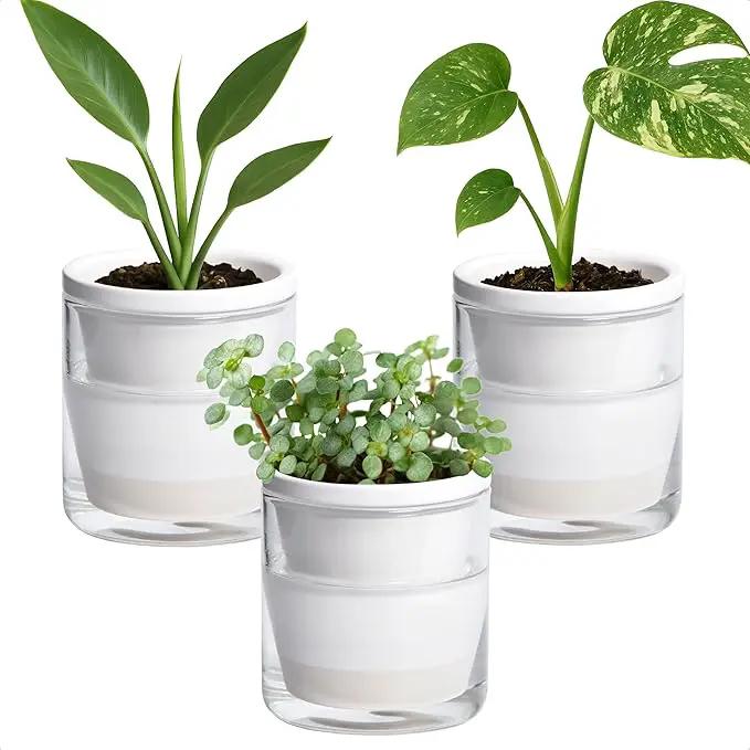 D'vine Dev 4 Inch Design Self Watering Planter for Indoor Plants, White Terracotta Pots with Cylinder Glass Cup, Set of 3, 37-Z-A-2-T by GreenHaven Gardens