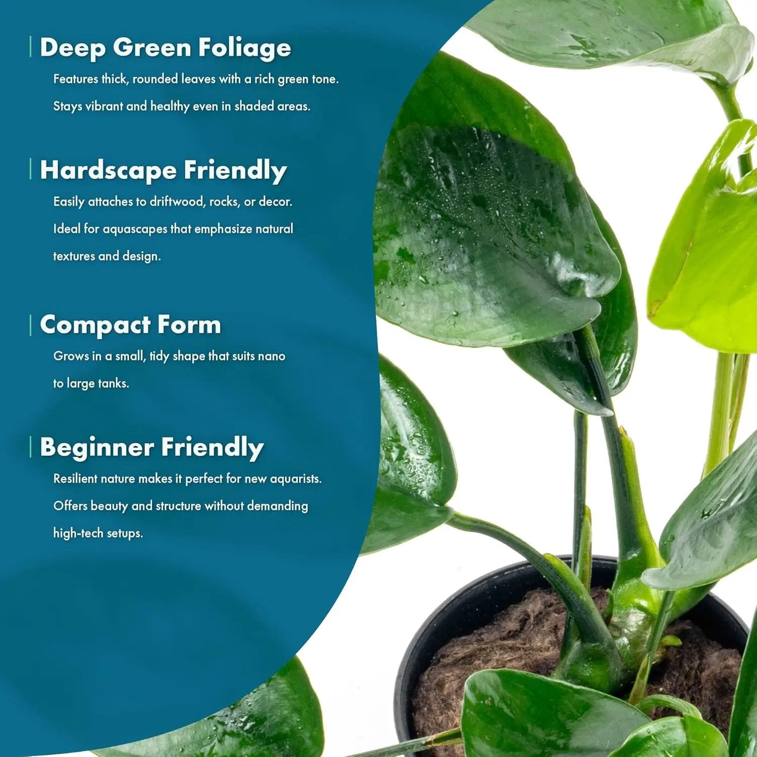 Anubias Live Aquarium Plants - Anubias Nana Tropica (Anubias barteri Nana) - Low Light Epiphytic Rhizome for Foreground to Midground Freshwater Aquascapes, Dark Green Accent - Pot by GreenHaven Gardens