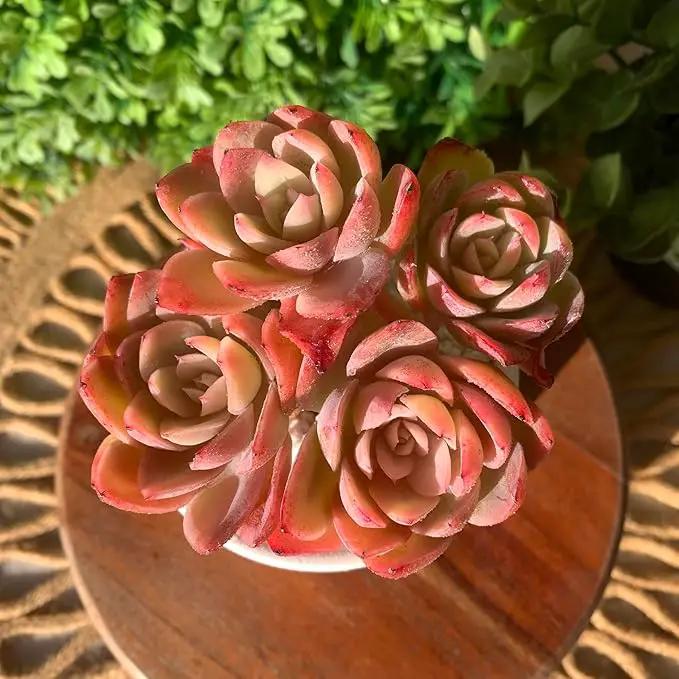 FWPP Live Succulents Plants Echeveria Silk Veil 3 inches,Rare Pink Succulents Bare Root Without Pot Soil, Live Plants Indoor Office Decoration Wedding and Gift by GreenHaven Gardens