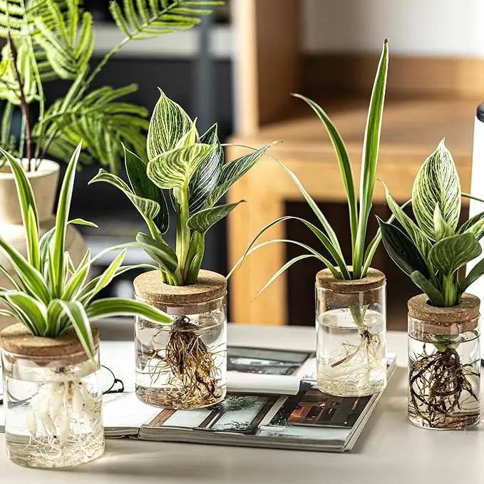 Glass Plant Propagation Stations for Plants – Set of 4(6 Large & 6 Small) Hydroponic Vases for Plant Cuttings,Flower Arrangements, Home & Office Decor–Desktop Vases for Living Room, Bedroom (12) by GreenHaven Gardens