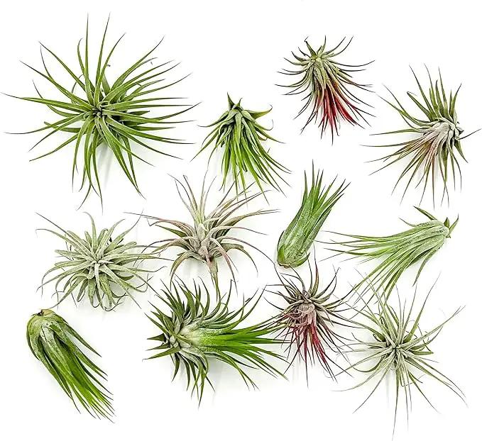 Air Plants - Tillandsia Ionantha Pack, Regular 1-3" - 12ct - Live Arrival Guaranteed - House Plants for Home Decor & Gift by GreenHaven Gardens