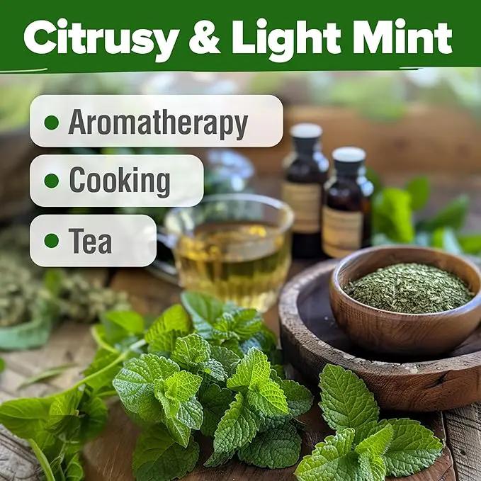 HOME GROWN Lemon Balm Seeds– 806 𝗡𝗢𝗡-𝗚𝗠𝗢 Heirloom Seeds for Planting – Melissa officinalis Herb for Tea, Garden, Indoor or Outdoor Growing–Plant for Pots, Beds & Hydroponics(Melissa officinalis) by GreenHaven Gardens