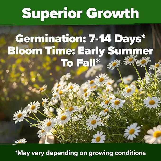HOME GROWN 𝗨𝗦𝗔 𝗣𝗥𝗘𝗠𝗜𝗨𝗠 German Chamomile Seed Pack – 2,280 𝗡𝗢𝗡-𝗚𝗠𝗢 Heirloom Seeds for Planting for Sustainable Gardens and Soothing Medicinal Herbal Teas (Matricaria chamomilla) by GreenHaven Gardens