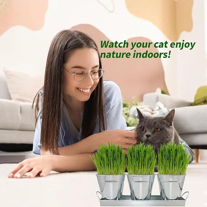 The Environet Organic Cat Grass for Indoor Cats, Organic Cat Grass Kit with Seeds Mix and Metal Iron Pots, Hairball Control, Digestion Support, Ideal Gift for Cat Lovers by GreenHaven Gardens