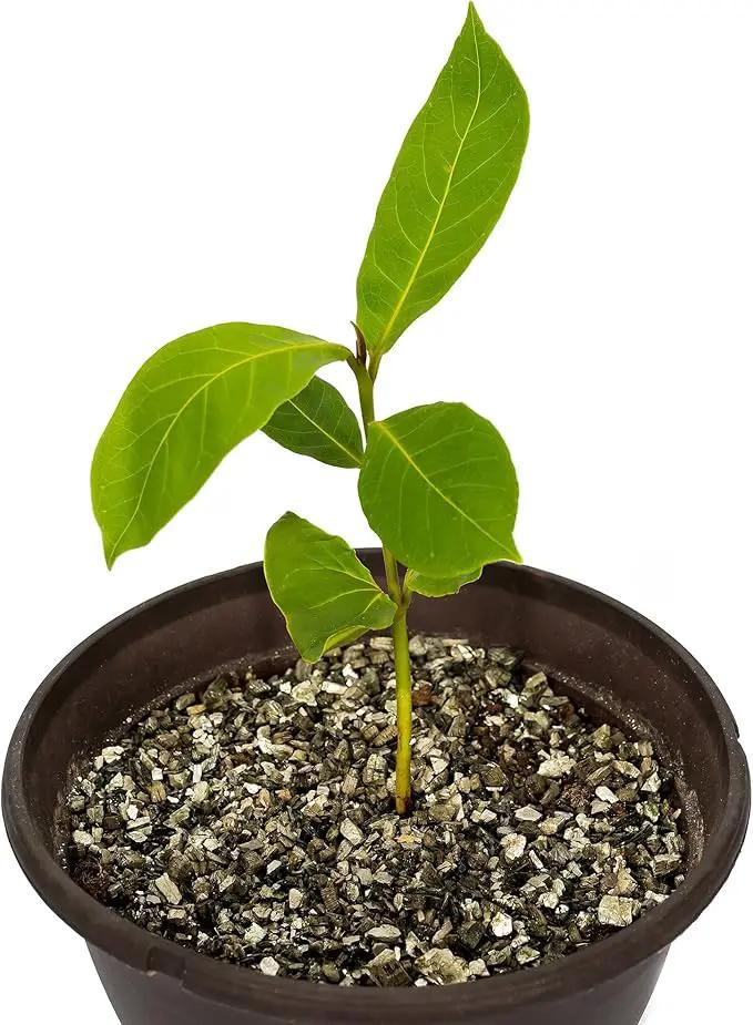 Premium Horticultural Organic Vermiculite by GARDENERA - Medium Grade - Natural Soil Additive for Potted Plants - Orchids - Hydroponics - Terrariums (8 Quart) by GreenHaven Gardens