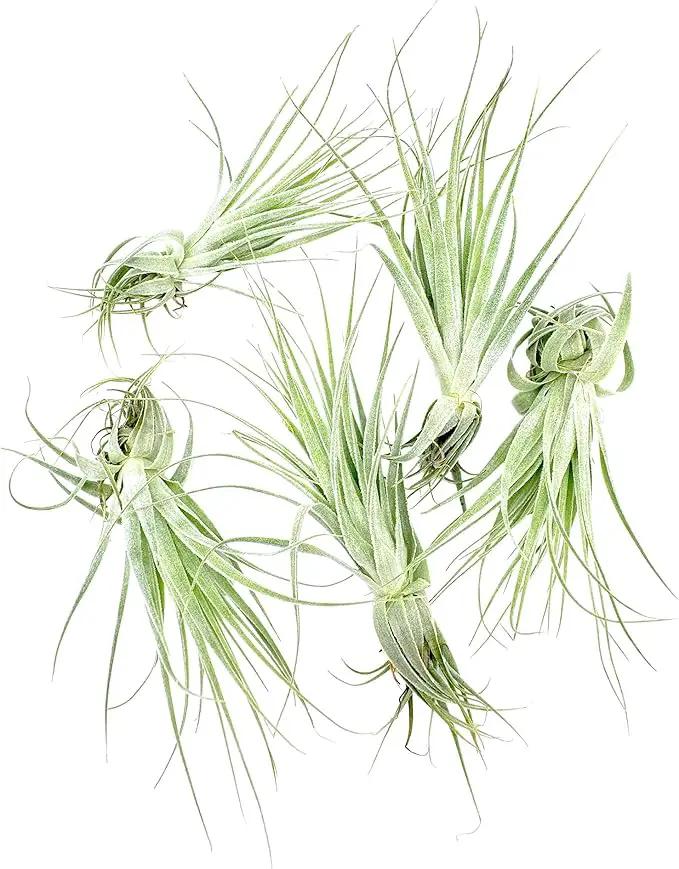 Live Air Plant - Tillandsia Gardneri 5-7” - 5ct - ragnaroc Rare Collectors Indoor Tropical Plant - Live Arrival Guaranteed - House Plants for Home Decor & Gift by GreenHaven Gardens