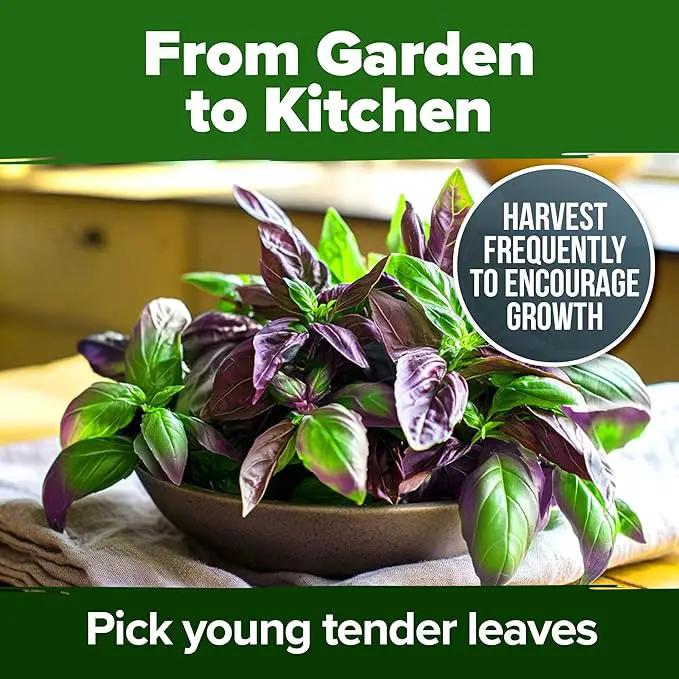HOME GROWN Thai Basil Seeds Pack - 438 High Germination 𝗡𝗢𝗡-𝗚𝗠𝗢 𝗨𝗦𝗔 Heirloom Herb Seeds for Planting,Ideal for Growing Fresh Basil Planting Indoor or Outdoor(Ocimum basilicum var.thyrsiflora) by GreenHaven Gardens
