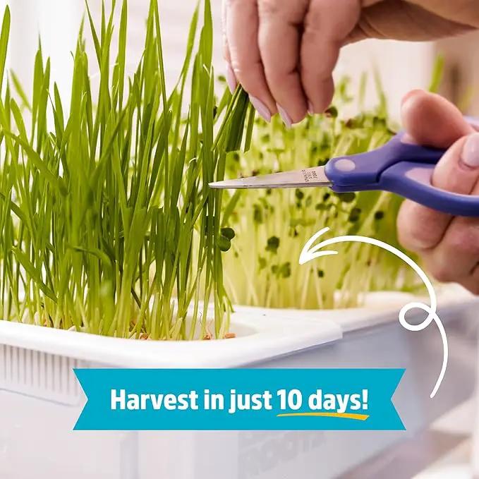 Back to the Roots Indoor Aquaponic Garden - 3 Gallon Self Watering, Mess-Free Planter and Self-Cleaning Fishtank for Herbs, Microgreens, Bamboo, Succulents, and Houseplants, support Fish by GreenHaven Gardens