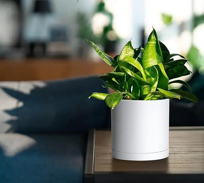 D'vine Dev 4 Pack 5.5 Inch Modern Plastic Plant Pots, Small Garden Planters for Plant with Drainage Holes and Saucers, White Color, 74-Z-H-2 by GreenHaven Gardens
