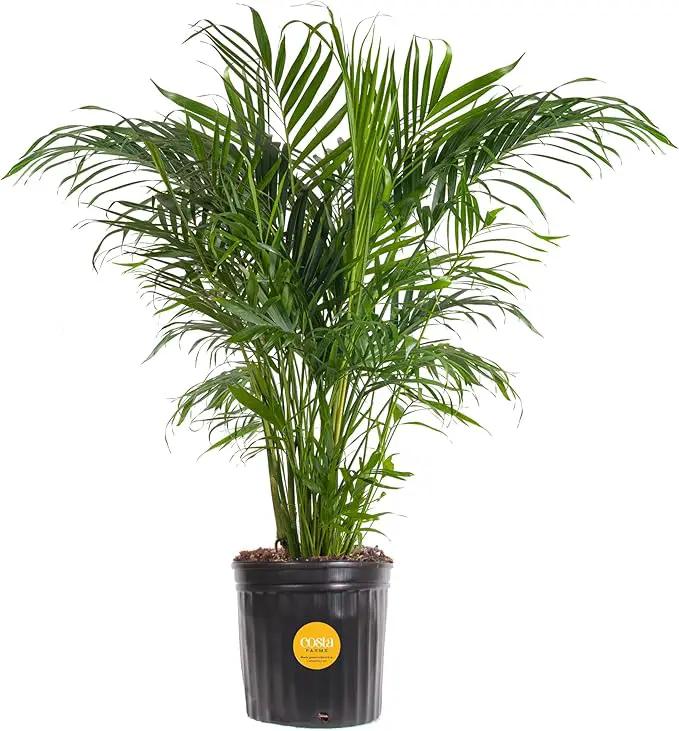 Costa Farms Cat Palm, Live Indoor Houseplant in Indoor Garden Plant Pot, Floor Plant Potted in Potting Soil, Housewarming Gift for New Home, Living Room, Office, Patio Palm Tree Decor, 3-4 Feet Tall by GreenHaven Gardens