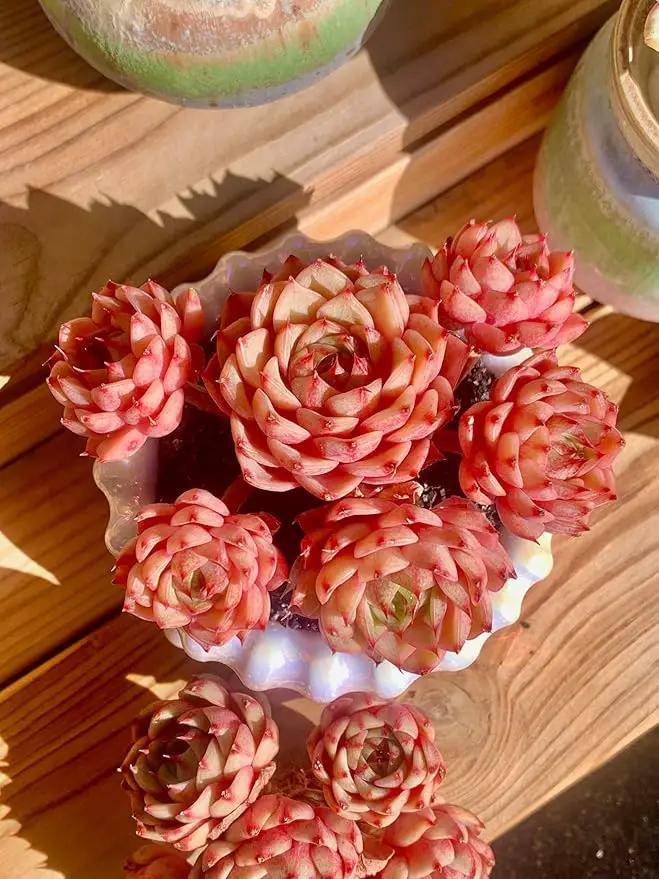 Echeveria Ben Badis Rare Live Succulent Plants, Red 4-5 Heads 3" Live Plant, Package Without Pot & Soil, Garden Indoor Office Desk, Wedding Party Baby Shower Decoration, Friend Plant Lovers Gifts by GreenHaven Gardens