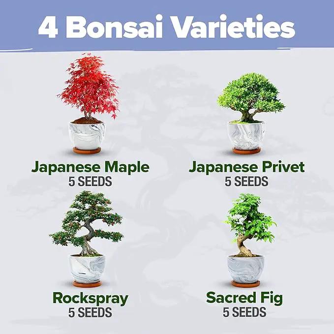 HOME GROWN Bonsai Tree Kit - Premium Ceramic Starter Kit - 4 Variety of Bonsai - Unique Gift for Men and Women Gardeners by GreenHaven Gardens