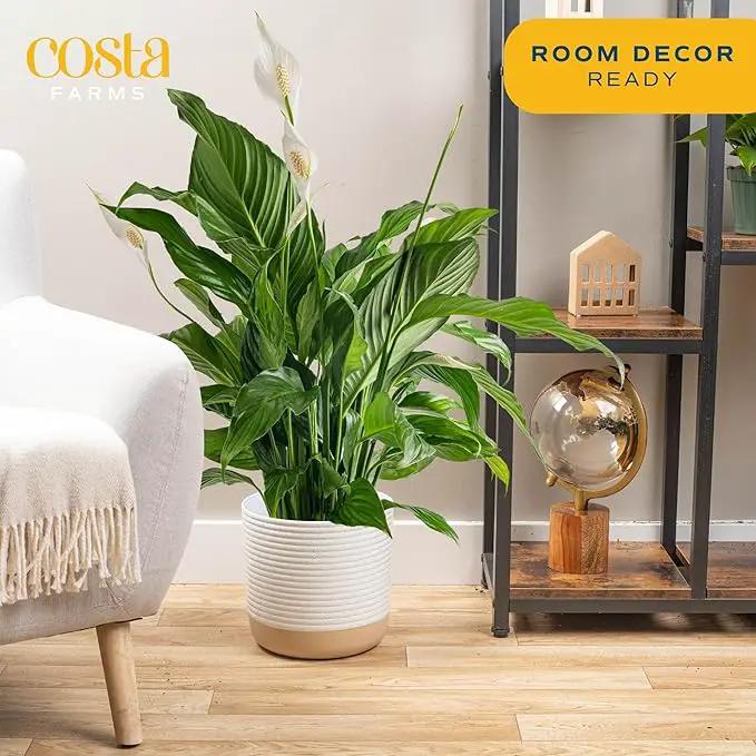 Costa Farms Spathiphyllum Peace Lily Live Indoor Plant, 3-Foot by GreenHaven Gardens