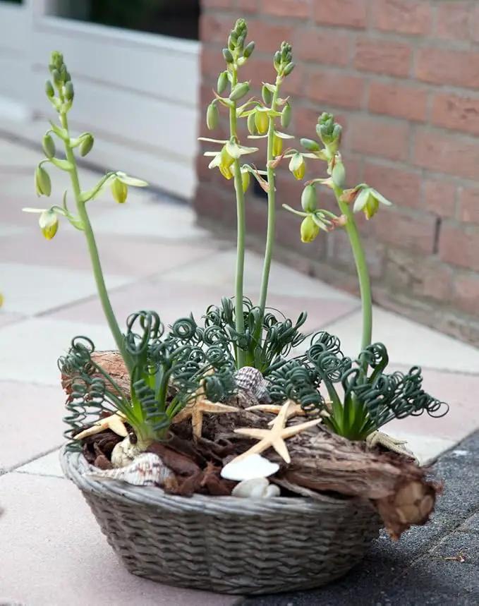 Rare Frizzle Sizzle Plant - Albuca spiralis - 2 Bulbs - Succulent House Plant by GreenHaven Gardens