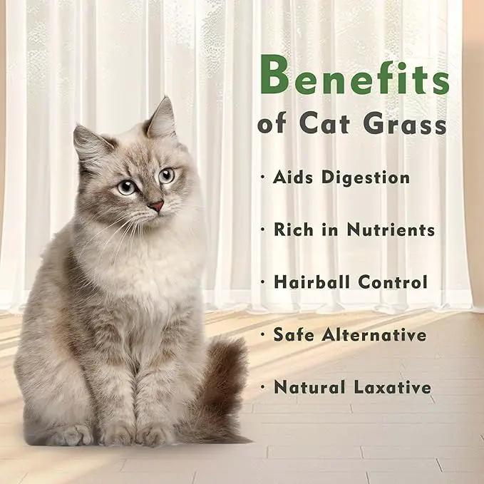 The Environet Organic Cat Grass for Indoor Cats, Organic Cat Grass Kit with Seeds Mix and Metal Iron Pots, Hairball Control, Digestion Support, Ideal Gift for Cat Lovers by GreenHaven Gardens