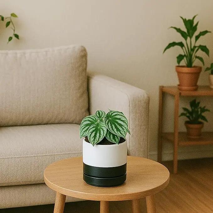 D'vine Dev 4.6 Inch Ceramic Planter Pot with Drainage Hole and Saucer, Indoor Cylinder Round Planter Pot, Layered Monochrome Black & White, 94-O-B-L by GreenHaven Gardens