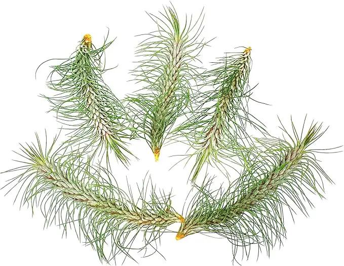Air Plants - Colombian Tillandsia Funckiana, Large 5" - 5ct - Live Arrival Guaranteed - House Plants for Home Decor & Gift by GreenHaven Gardens