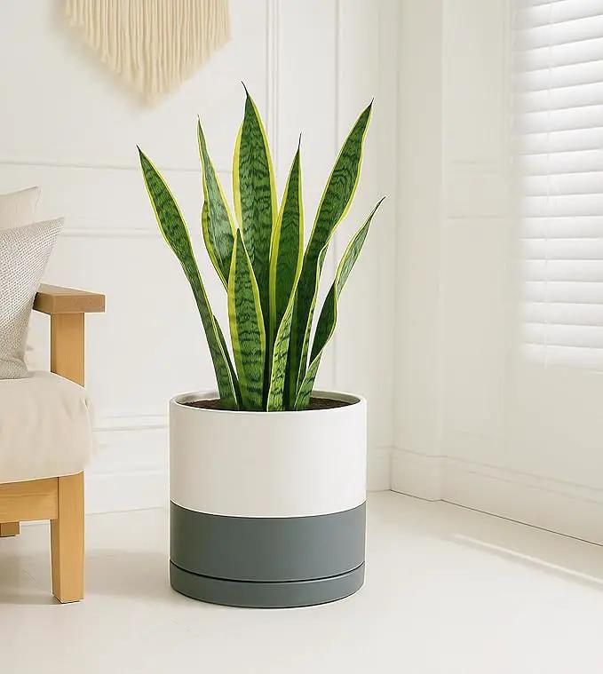D'vine Dev 12 Inch Ceramic Planter Pot with Drainage Hole and Saucer, Indoor Cylinder Round Planter Pot, White/Speckled Grey, 94-O-F-6 by GreenHaven Gardens