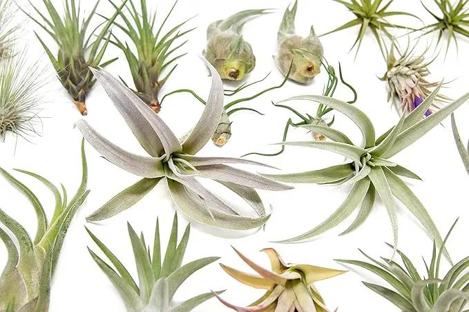 25 Grab Bag Pack Small & Medium Air Plants - Fertilizer Packet - Wholesale - Bulk - Live Tillandsia - Easy Care House Plant - Succulents by GreenHaven Gardens