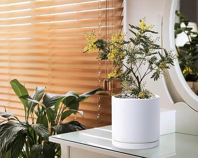 D'vine Dev 8 Inch Ceramic Planter Pot with Drainage Hole and Saucer, Indoor Cylinder Round Planter Pot, White, 94-O-D-1 by GreenHaven Gardens