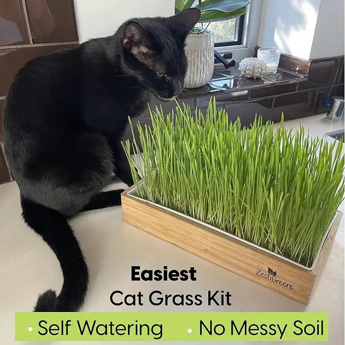 Self-Watering Cat Grass Kit. Hands Down The Easiest Way to Grow Cat Grass. Everything Included to Grow a Large Crop of Delicious Cat Grass. by GreenHaven Gardens