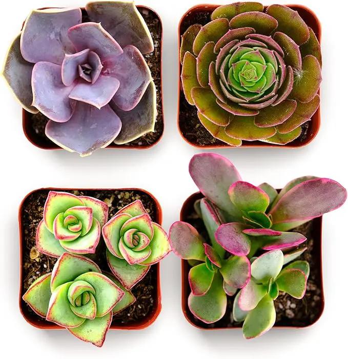 Shop Succulents Colorful Succulent Plant Pack 2" Grow Pot Pack of 4 by GreenHaven Gardens