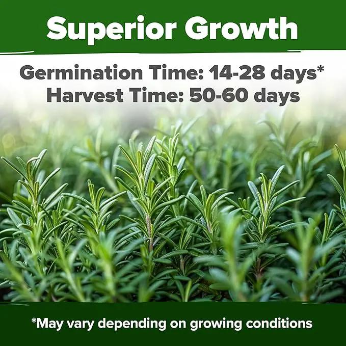 HOME GROWN Rosemary Seeds Pack - 300 High Germinating 𝗡𝗢𝗡-𝗚𝗠𝗢, 𝗨𝗦𝗔-𝗦𝗢𝗨𝗥𝗖𝗘𝗗 Heirloom Herb Seeds for Planting in Indoor or Outdoor Herb Gardens (Salvia rosmarinus) by GreenHaven Gardens