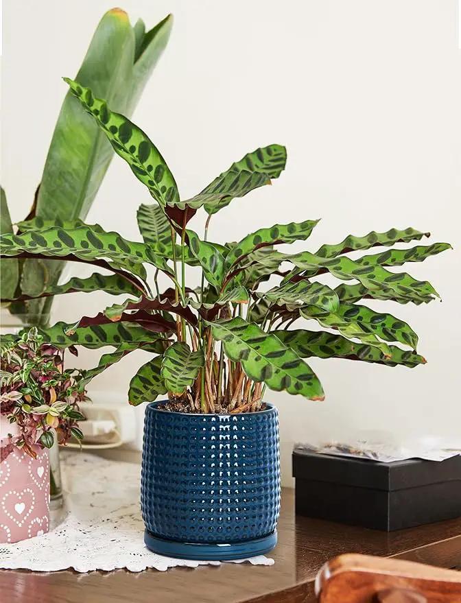 D'vine Dev Set of 2 Ceramic Plants Pots, 6 Inch Beaded Stoneware Flower Pot for Plants with Drainage Hole and Saucer, Midnight Blue, 27-E-X-3 by GreenHaven Gardens