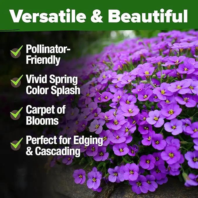 HOME GROWN 𝗨𝗦𝗔 𝗣𝗥𝗘𝗠𝗜𝗨𝗠 Aubrieta Rock Cress Purple, Flowering Ground Cover Seed Pack, Perennial Cress Seeds for Planting Outdoor Lawn Gardens 300 𝗡𝗢𝗡-𝗚𝗠𝗢 Aubrieta deltoidea Flower Seeds by GreenHaven Gardens