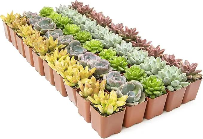 Altman Plants, Live Succulents Plants (50 Pack), Nursery Pots Variety Pack, Bulk Succulents Plants Live Plants Indoor Plants Live House Plants Indoors Live Indoor Plants Live Houseplants Live Indoor by GreenHaven Gardens
