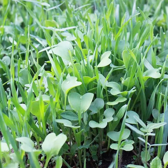 No-Till Garden Farm and Garden Cover Crop Mix Seeds - 5 Lbs - Blend of Gardening Cover Crop Seeds: Hairy Vetch, Daikon Radish, Forage Collards, Triticale, More by GreenHaven Gardens