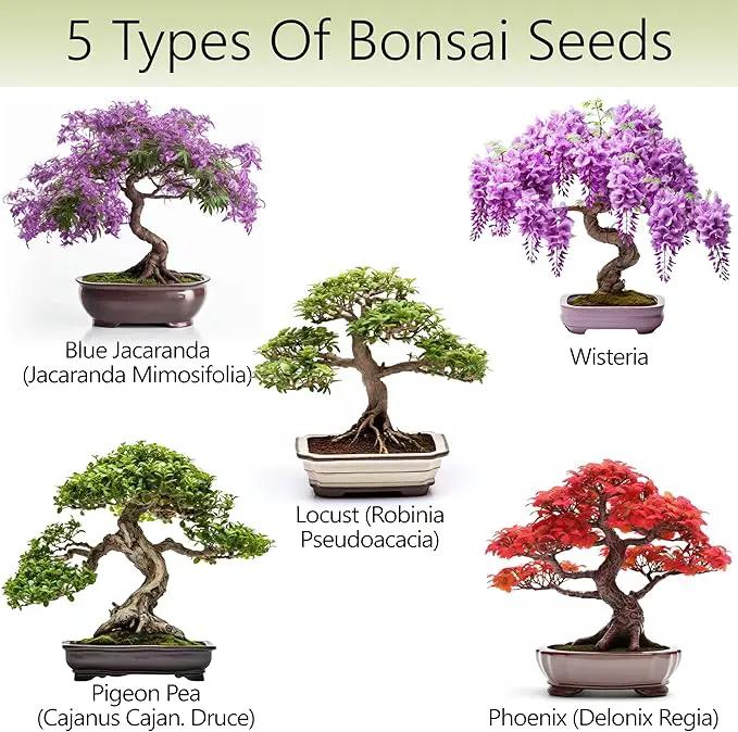 Bonsai Tree Kit for Beginners – 5X Unique Japanese Bonzai Trees | Complete Indoor Starter Kit for Growing Plants with Bonsai Seeds, Tools & Planters – Gardening Gifts for Women & Men by GreenHaven Gardens
