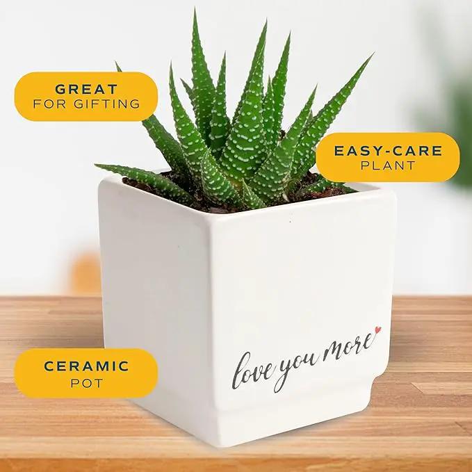 Costa Farms Mini Haworthia Succulent Fully Rooted Live Indoor Plant 6-Inches Tall, in Kokedama Ball| Valentines Day Gift | Valentines Day Decoration by GreenHaven Gardens