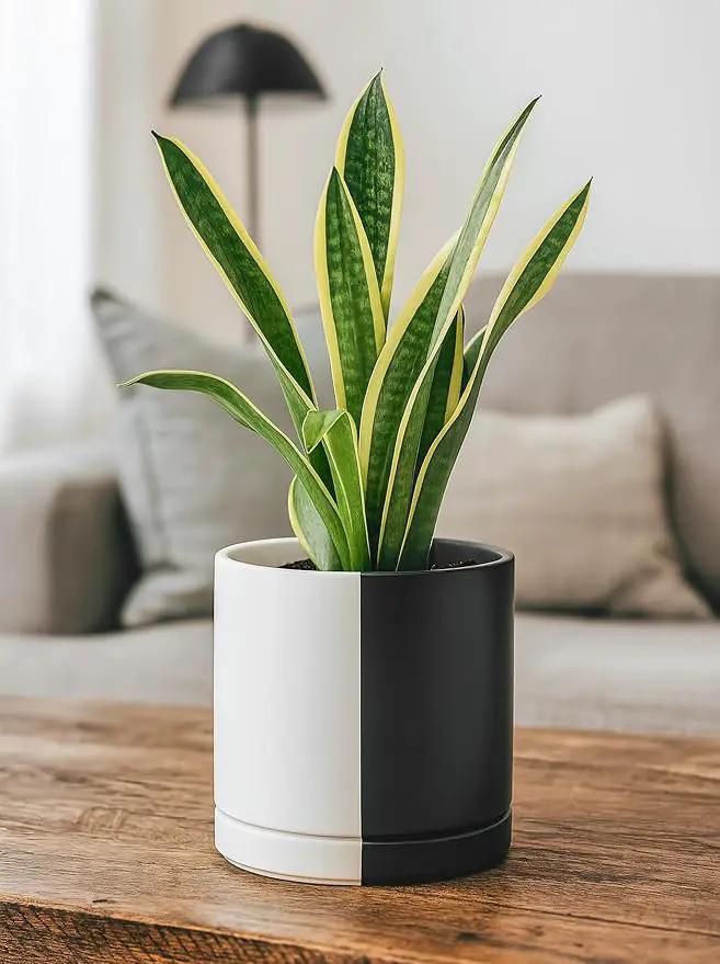 D'vine Dev 8.2 Inch Ceramic Planter Pot with Drainage Hole and Saucer, Indoor Cylinder Round Planter Pot, Split Monochrome Black & White, 94-O-D-0 by GreenHaven Gardens