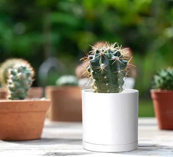 D'vine Dev 12 Pack 3.5 Inch Mini Plastic Plant Pots, Small Garden Planters for Plant with Drainage Holes and Saucers, White Color, 74-Z-D-4 by GreenHaven Gardens